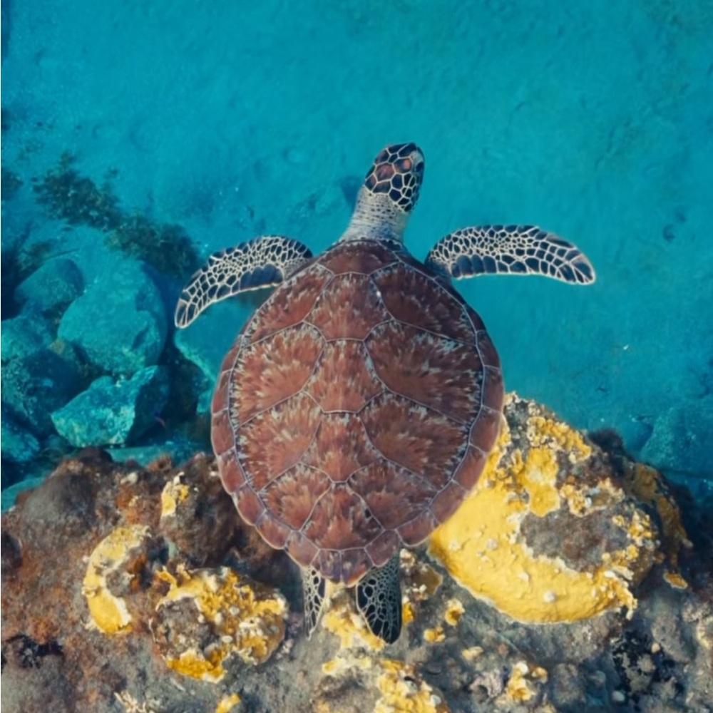 Meet your Posher Erica Brian!